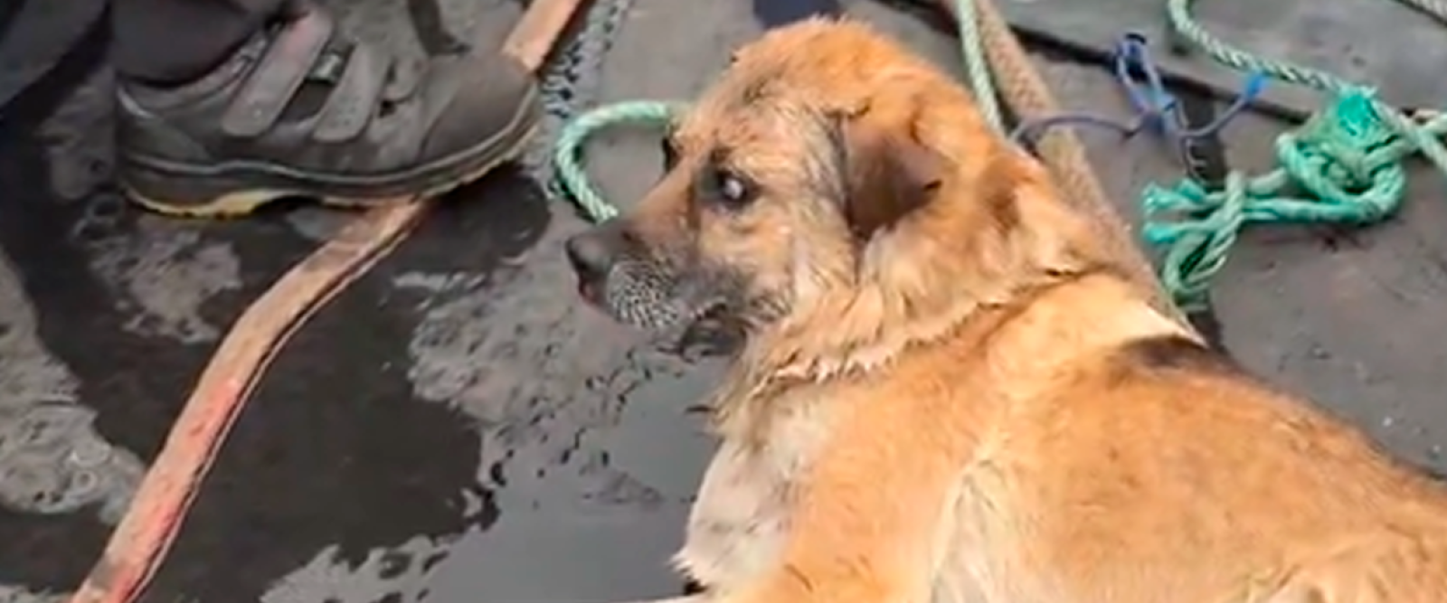 Rescatan a perrito ciego que nadaba desorientado en el mar de Talcahuano
